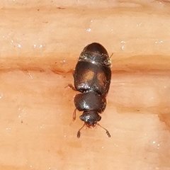 Colopterus truncatus