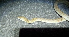 Arizona elegans candida