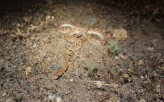 Arizona elegans candida