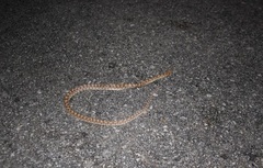 Arizona elegans candida