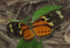 Heliconiini