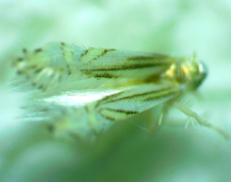 Magnolia Serpentine Leafminer