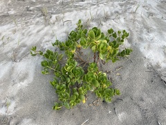 Scaevola plumieri