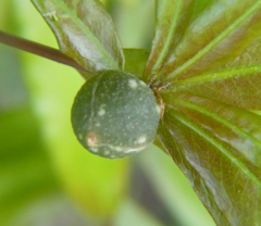 Dryocosmus quercuslaurifoliae