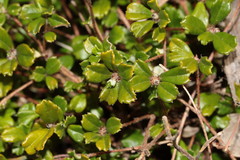 Stenanthemum notiale