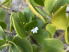 Scaevola plumieri