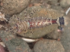 Eualus pusiolus