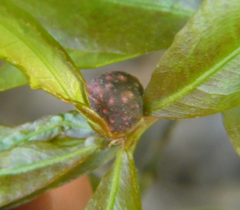 Dryocosmus quercuslaurifoliae