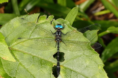 Macrothemis tessellata