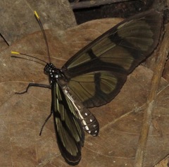 Methona confusa