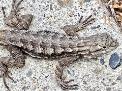 Sceloporus occidentalis
