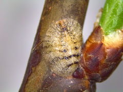 Parthenolecanium corni