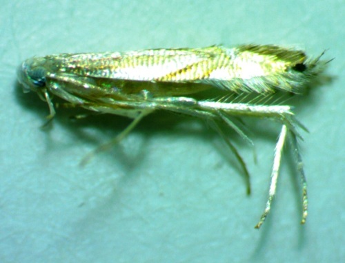 Tulip Tree Leaf Miner