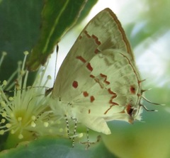 Ministrymon megacles