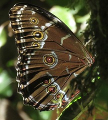 Morpho helenor coelestis