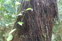Socratea exorrhiza