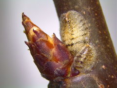 Parthenolecanium corni