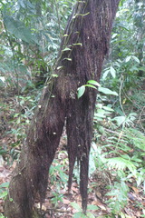 Socratea exorrhiza