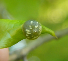 Dryocosmus quercuslaurifoliae