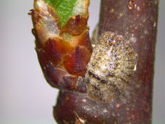 Parthenolecanium corni