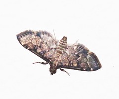 Lamprosema