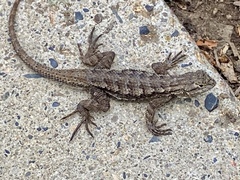 Sceloporus occidentalis