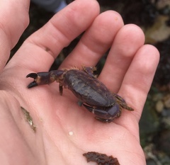 Paraxanthus barbiger