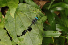 Macrothemis tessellata