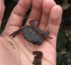 Paraxanthus barbiger