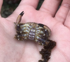 Paraxanthus barbiger