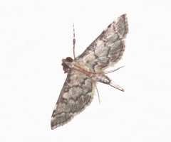 Lamprosema