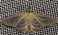 Phanus australis