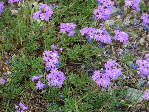 Glandularia tenuisecta iNat (1)