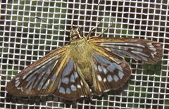 Phanus australis