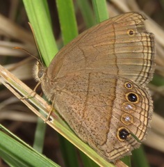 Yphthimoides yphthima