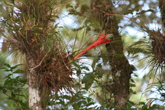 Tillandsia punctulata
