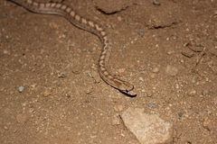 Arizona elegans candida