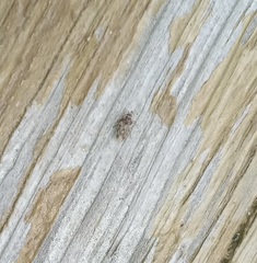 Parapiesma cinereum