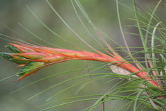 Tillandsia punctulata
