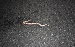 Arizona elegans candida