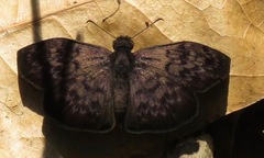 Camptopleura auxo