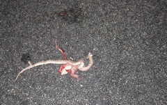 Arizona elegans candida