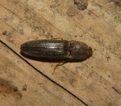 Gambrinus griseus