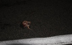 Arizona elegans candida