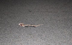 Arizona elegans candida