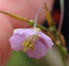Heliophila rigidiuscula