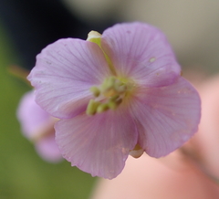 Heliophila rigidiuscula