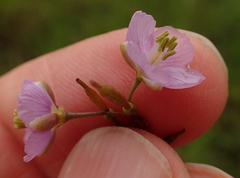 Heliophila rigidiuscula