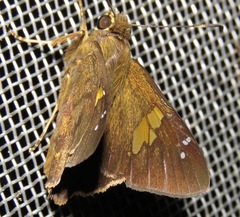 Venada advena