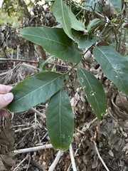 Casearia sylvestris